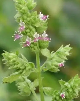 Kompozycja zapachowa do świec Paczuli, 10 ml